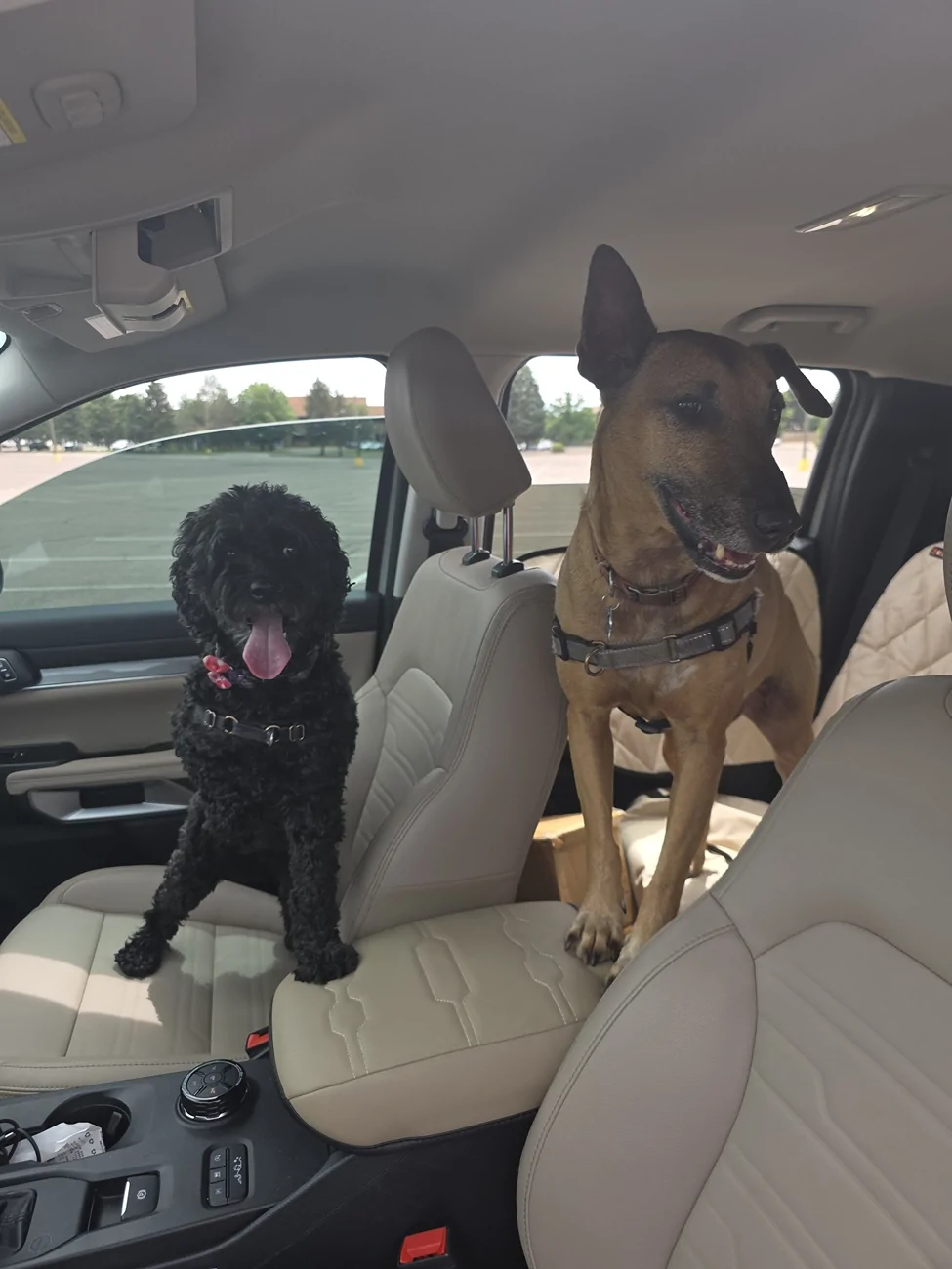 Backseat protector for dogs | Page 2 | Ranger6G - 2024+ Ranger & Raptor ...