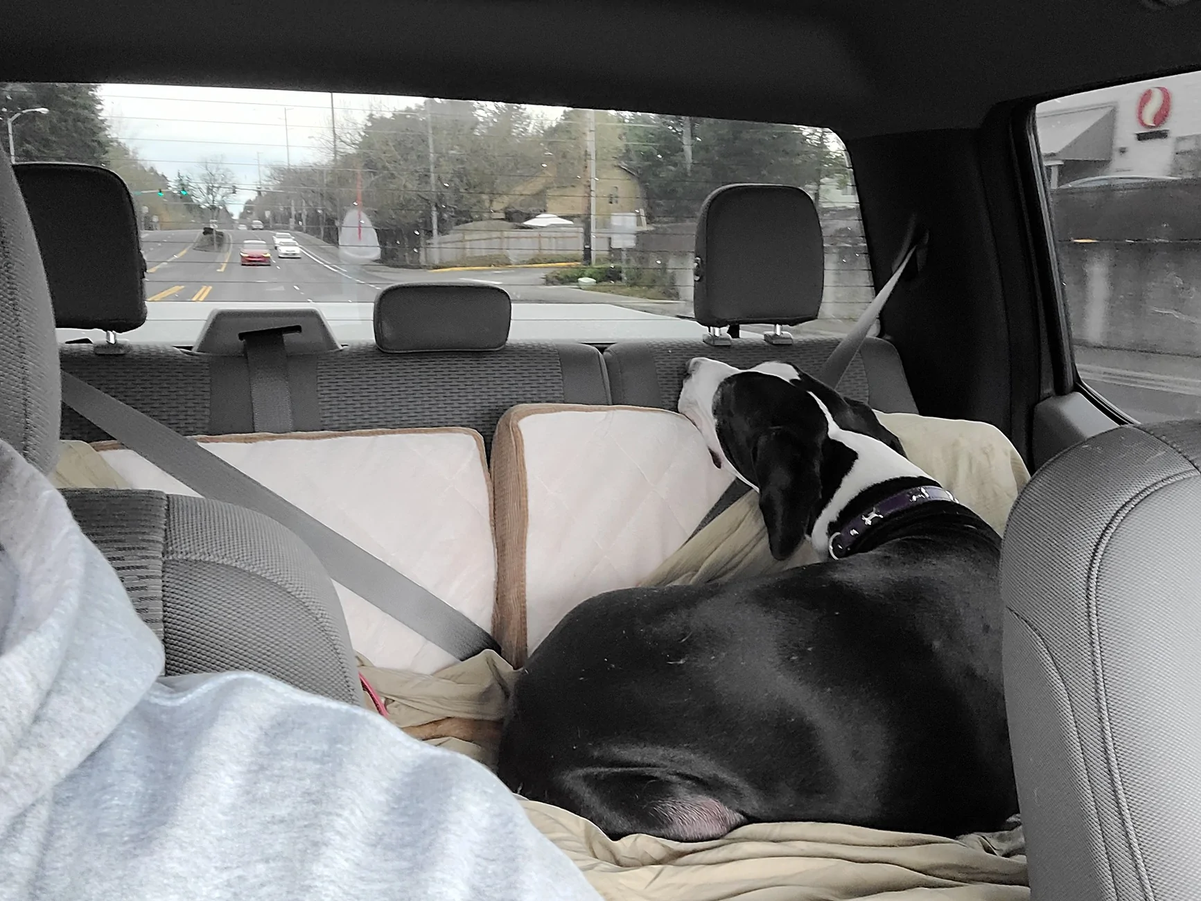 Backseat protector for dogs | Page 2 | Ranger6G - 2024+ Ranger & Raptor ...