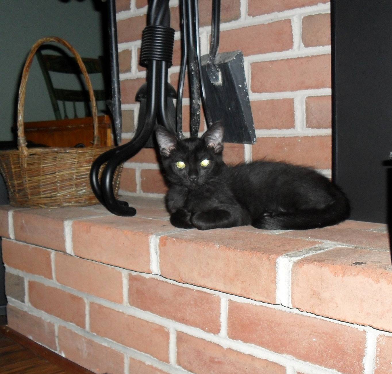 Ford Ranger Are You a Cat Guy or a Dog Guy? Treat Fireplace treat